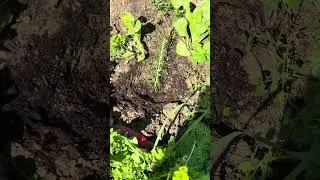 Are Weeds Actually Good For the Garden
