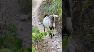 Aj mani #vlog #youtubeshorts #travel #uk09rahulranavlogs #shortvideo #phadivloger #Dani #shorts #new