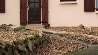 Marcassin &agrave; Saint-Paul-Mont-Penit, dimanche 7 f&eacute;vrier