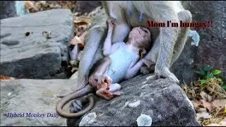 Poor baby Duke hungry milk so much,How cute technique Duke lull mom for milk