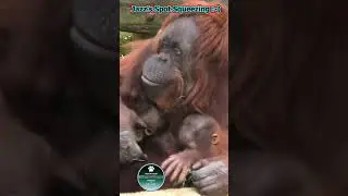 Orangutan Mum Squeezing Spot with Babies in Her Arm #shorts