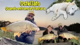 OSTELLATO  5 Giorni con Oltre 30 CARPE !!