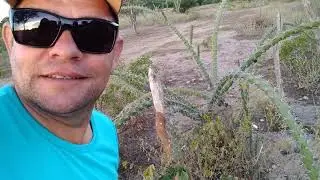 Planta perigosa rabo de raposa