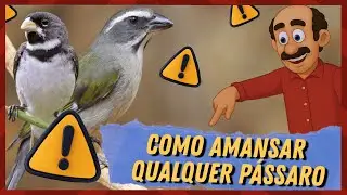 COMO AMANSAR QUALQUE PASSARO (FUNCIONA)