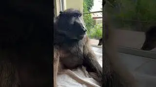 a BABOON and her BABY WARTHOG! 😍