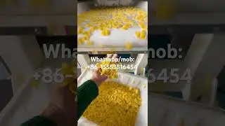 Flaking machine/corn flakes pressing machinery#Kellogg&rsquo;s cereals snacks #foodextruder #jinan dg
