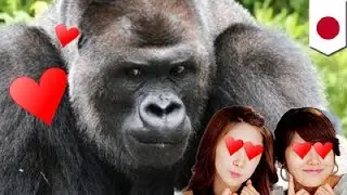 Japanese women swoon over 'handsome' gorilla Shabani at the Higashiyama Zoo in Nagoya - TomoNews
