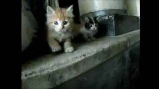 The slowmotion catmovie