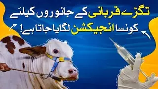 Which injection is given to cattle for weight gain - SAMAA ORIGINALS