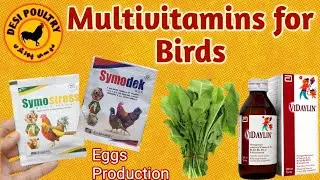 Multivitamins for Poultry Birds | Vitaminn Source Vidaylin Syrup,Symostress & symodek | DESI POULTRY
