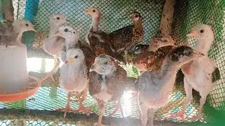 Raising chickens and duck in the field style and characteristics: by family