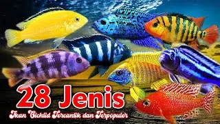 28 Jenis ikan cichlid Tercantik dan Terpopuler