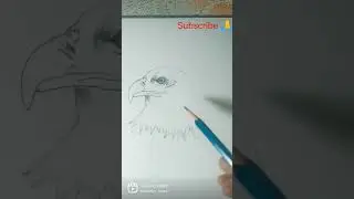 Basic Eagle pencil sketch drawing #art #youtubeshorts #pencildrawing