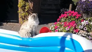 Ragdoll Cat Loves to Sit by the Pool