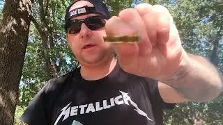 Sucker Punch  Three Pepper Pickles