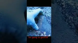 dent de megalodon encontrado probabilydade:#shots