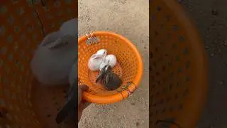 😍😍  #shorts #shortsfeed #trending #viral #rabbit #babyrabbit #newborn #pets #vlog