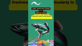 #arcticchar #LifeBelowWater #SDG14 #ProtectOurLakes #LakeBiodiversity #ConserveFreshwater
