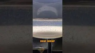 Baby brine shrimps for my balloon mollies #fishbreeding #balloonmolly