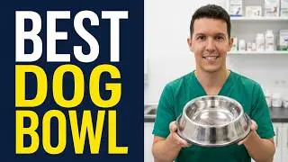Dog Bowls Explained by a Vet: Size, Materials & Health Risks