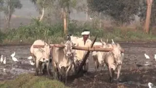 Agrarian Society, Agriculture, Afro-Eurasia, Archeology, Civilization (#GH5060) Trailer