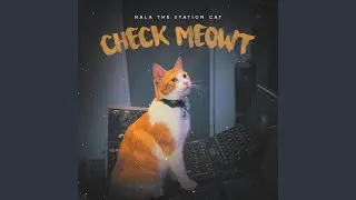 Check Meowt