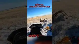 Dog Grabs Pheasant!