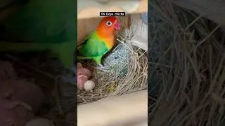 Green opaline breeding status #birds #lovebirds #birdslover #budgiecolony #parrot #foryou