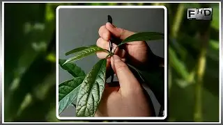 Как вырастить Авокадо из косточки дома (часть 4)
