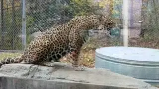 Cheetah at Stone Zoo