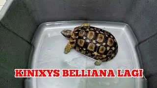 UNBOXING KURA KURA DARAT KINIXYS BELLIANA
