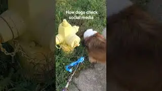 How dogs check social media #dog #sheltie #outdoors #socialmedia