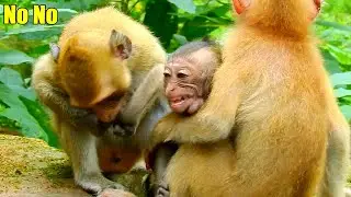 Calm Down Please! Baby Monkey Ronnie Got Bothered By Monkey Calvin Till He Cried So Sad.
