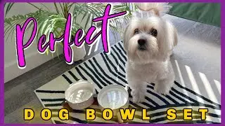 ✨🦴Candy's New Favorite Dog Bowl! Stilish, safe & Super easy to clean!
