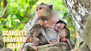 Scarlett, the Best Babysitter!, @monkeynaturekh