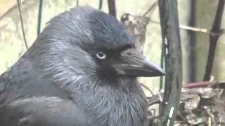 An unusual visitor - Jackdaw Closeup