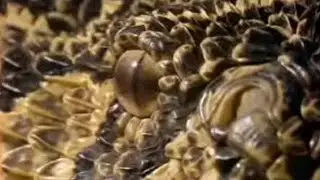 What Makes a Puff Adder a Lethal Hunter? | Serpent | BBC Studios