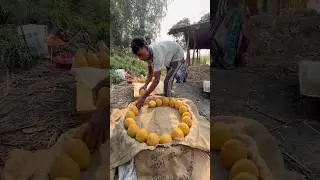 Amazing Sugarcane molasses making process