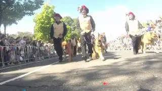 German Shepherd Dog Club of Victoria - 2015 Moomba Parade