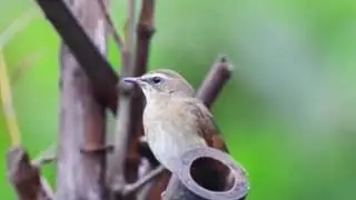 Elusive Beauty: Female Siberian Rubythroat