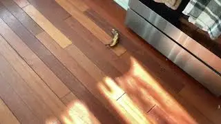 Banana go bye bye