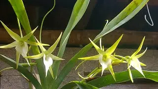 ORQUIDEA RARA Angraecum Sesquipedale 