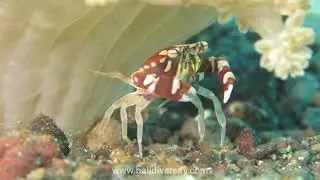 Harlequin Crab - cuteness overload