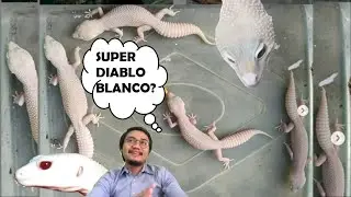 5+1 Ciri Beda Supersnow Diablo Blanco Vs. (Snow) Tremper Eclipse Blizzard | Reptile Leopard Gecko