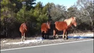 Return To Assateague Island - Our First Trip Back In 2025 - Ocean City MD