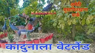 Kadunala Wetland Amethi !! कादुनाला वेटलैंड अमेठी मुसाफिरखाना