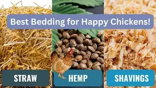 Must-Have Coop Bedding Essentials!