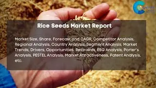 Rice Seeds Market Report 2024