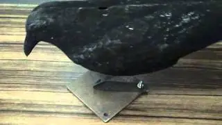crow decoy