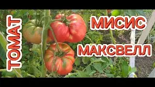 ТОМАТ МИСИС МАКСВЕЛ. MRS. MAXWELL TOMATO 🍅. ОБЗОР КУСТА И ПОМИДОР.
